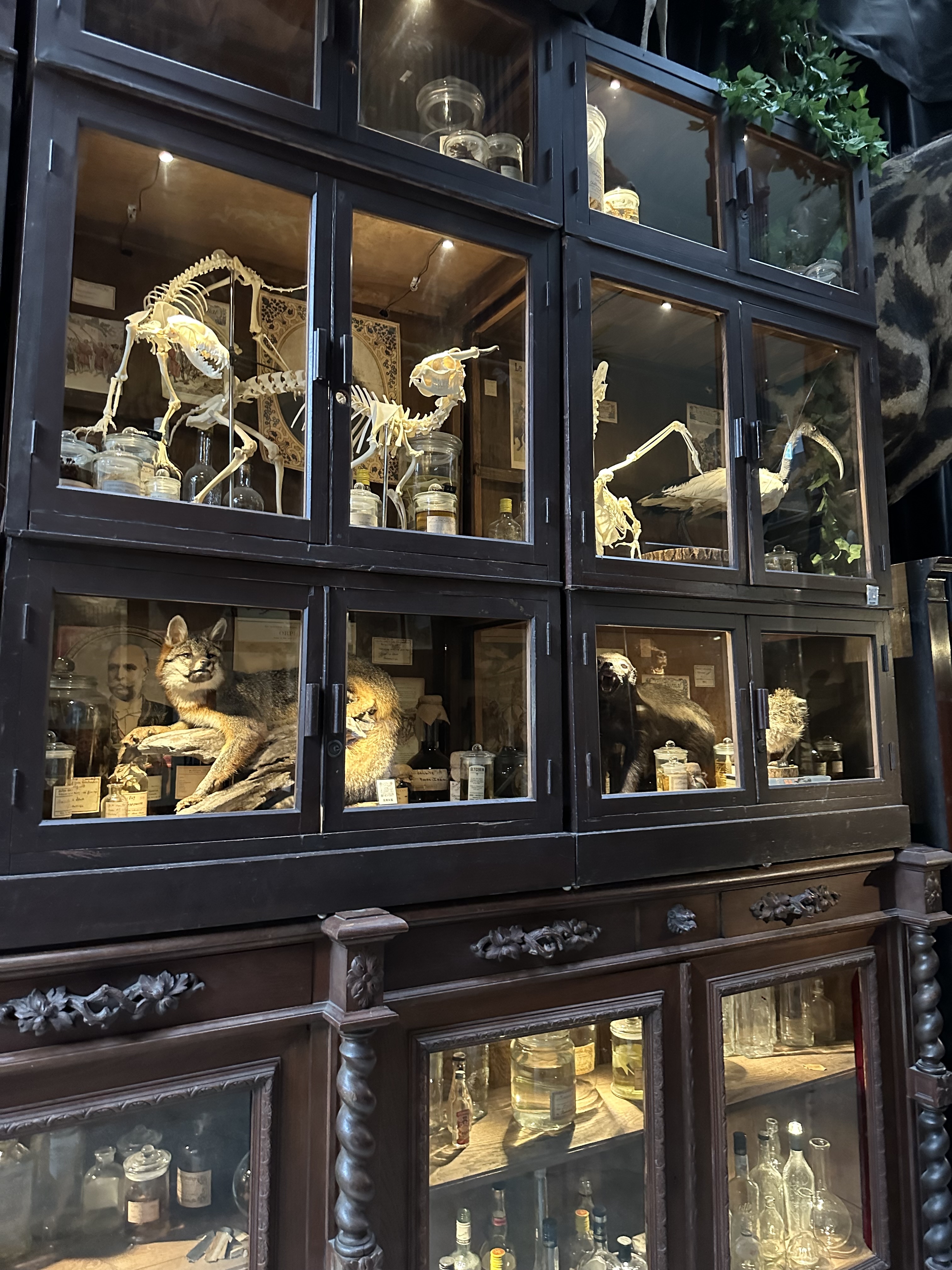 Taxidermy store reference, Tainan