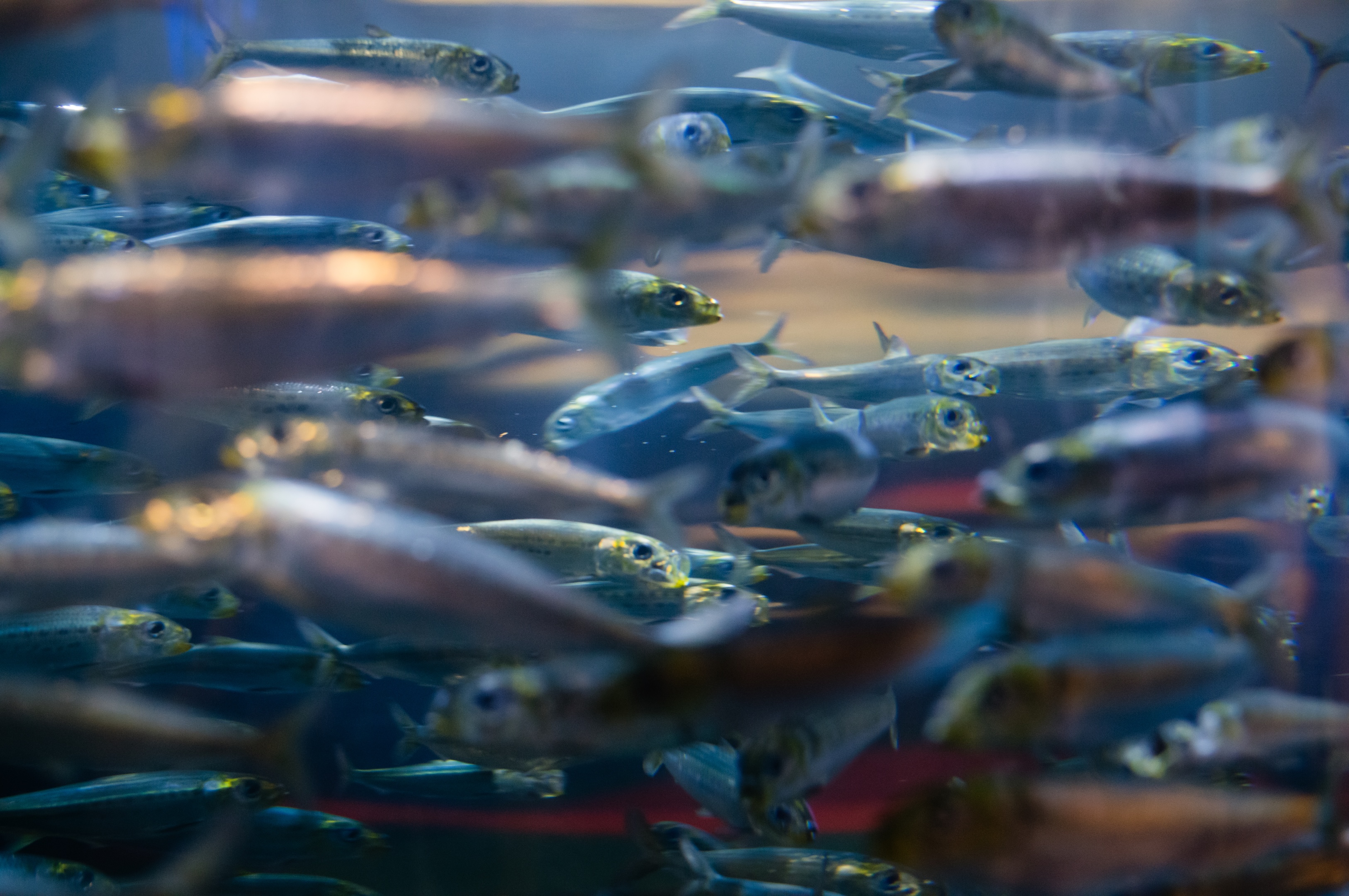 Fish