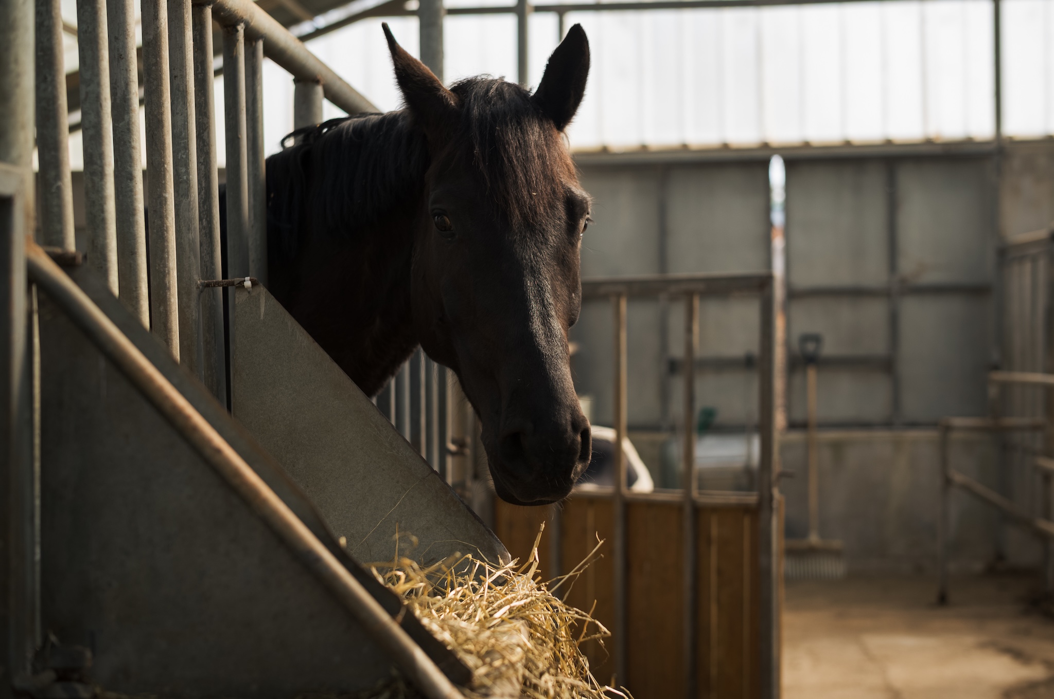 Horses