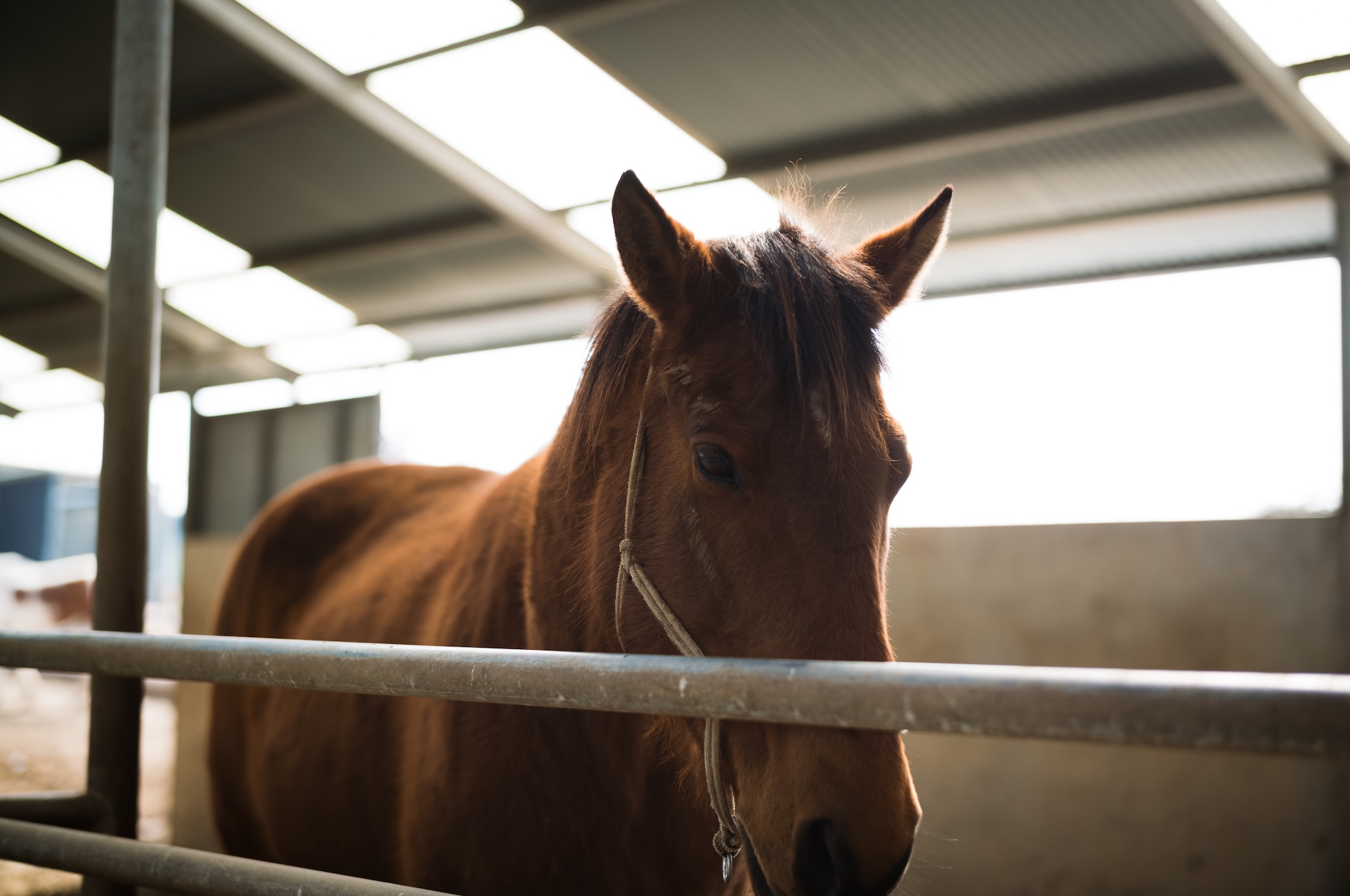 Horses
