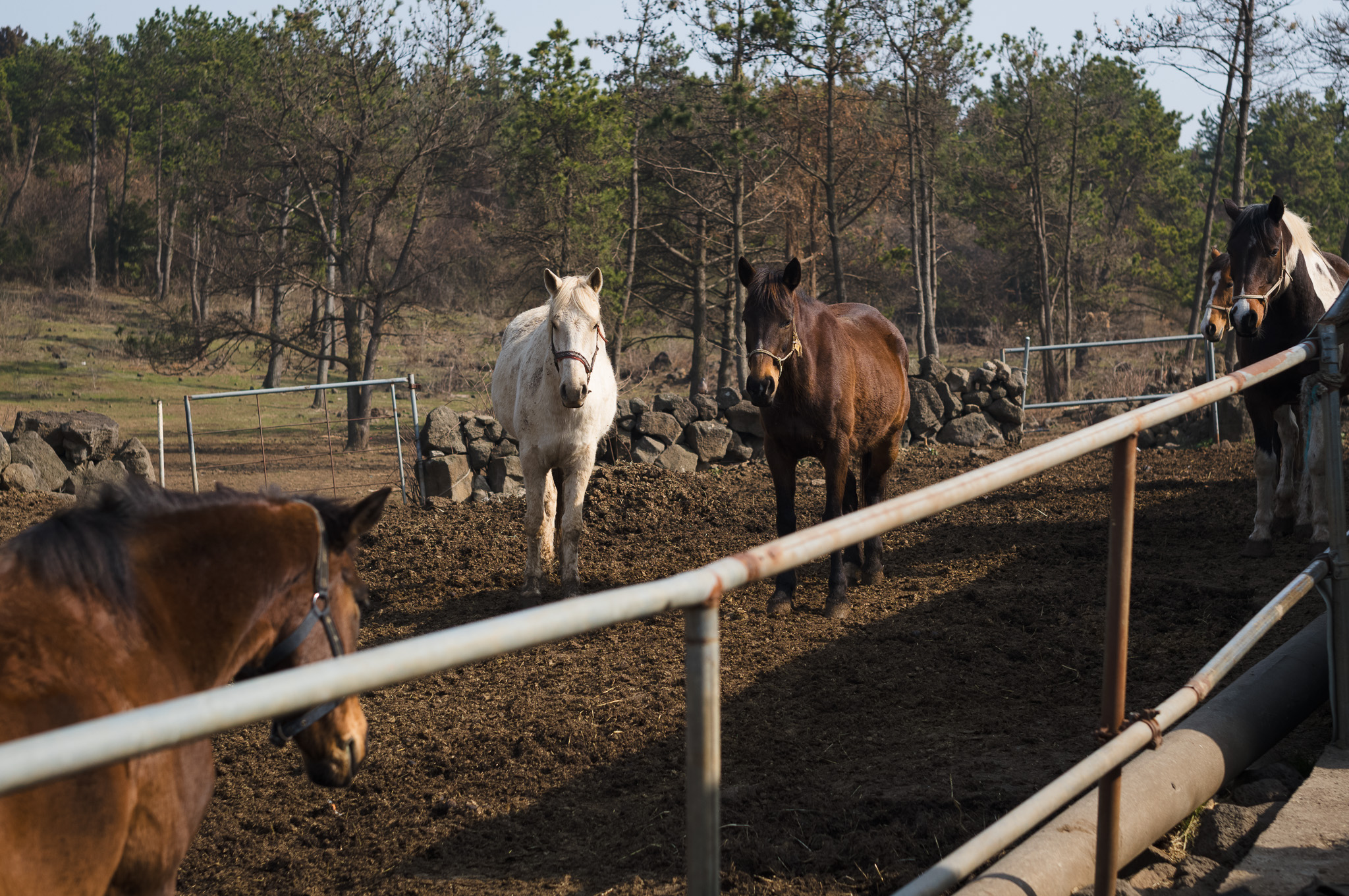 Horses