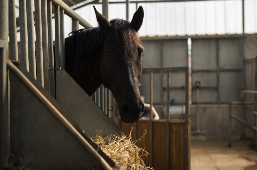 Horses